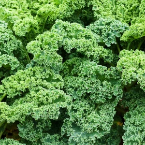 Vates Blue Scotch Curled Kale Seeds - Heirloom Vegetable Seeds for Garden - Image 9