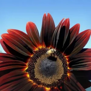 Velvet Queen Black Sunflower Seeds - Helianthus annuus - 25 Seed Pack - Image 10