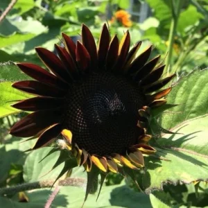 Velvet Queen Black Sunflower Seeds - Helianthus annuus - 25 Seed Pack - Image 2