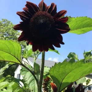 Velvet Queen Black Sunflower Seeds - Helianthus annuus - 25 Seed Pack - Image 3