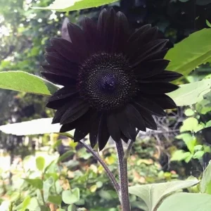 Velvet Queen Black Sunflower Seeds - Helianthus annuus - 25 Seed Pack - Image 4