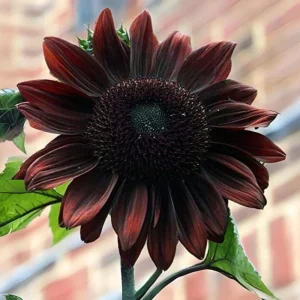 Velvet Queen Black Sunflower Seeds - Helianthus annuus - 25 Seed Pack - Image 5
