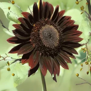 Velvet Queen Black Sunflower Seeds - Helianthus annuus - 25 Seed Pack - Image 6