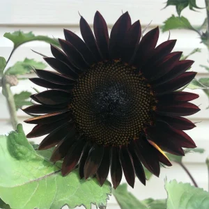 Velvet Queen Black Sunflower Seeds - Helianthus annuus - 25 Seed Pack - Image 7