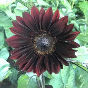 Velvet Queen Black Sunflower Seeds - Helianthus annuus - 25 Seed Pack - Image 8