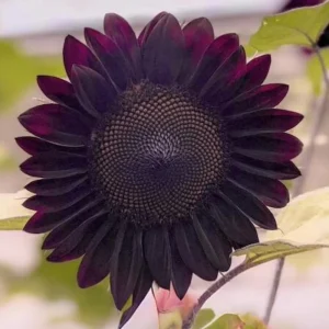 Velvet Queen Black Sunflower Seeds - Helianthus annuus - 25 Seed Pack - Image 9
