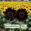 Velvet Queen Black Sunflower Seeds - Helianthus annuus - 25 Seed Pack - Image 1