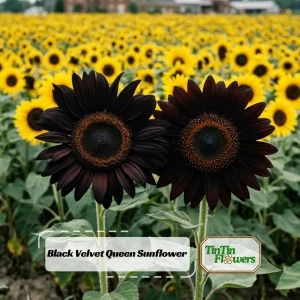 Velvet Queen Black Sunflower Seeds - Helianthus annuus - 25 Seed Pack - Image 1
