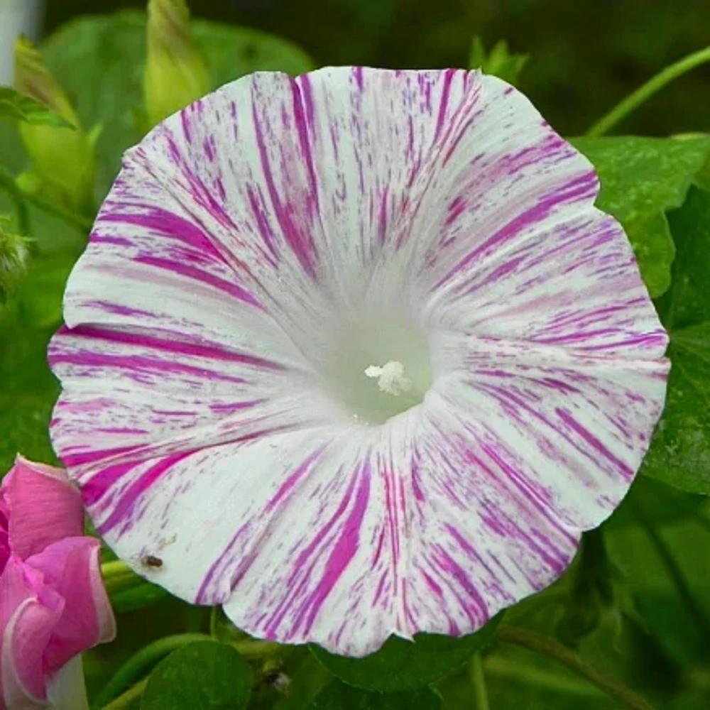 Venice Pink Morning Glory Seeds - Ipomoea purpurea - Fast Growing Climbing Vine - 30 Seed Pack - Image 10