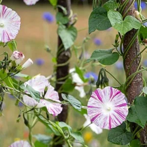 Venice Pink Morning Glory Seeds - Ipomoea purpurea - Fast Growing Climbing Vine - 30 Seed Pack - Image 11