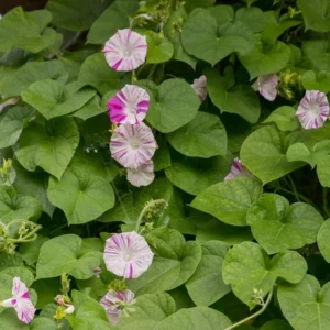 Venice Pink Morning Glory Seeds - Ipomoea purpurea - Fast Growing Climbing Vine - 30 Seed Pack - Image 12