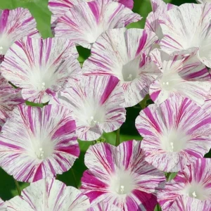 Venice Pink Morning Glory Seeds - Ipomoea purpurea - Fast Growing Climbing Vine - 30 Seed Pack - Image 2