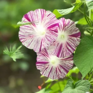 Venice Pink Morning Glory Seeds - Ipomoea purpurea - Fast Growing Climbing Vine - 30 Seed Pack - Image 3