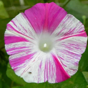 Venice Pink Morning Glory Seeds - Ipomoea purpurea - Fast Growing Climbing Vine - 30 Seed Pack - Image 4