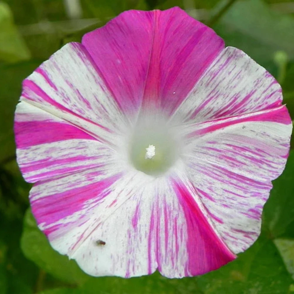 Venice Pink Morning Glory Seeds - Ipomoea purpurea - Fast Growing Climbing Vine - 30 Seed Pack - Image 4