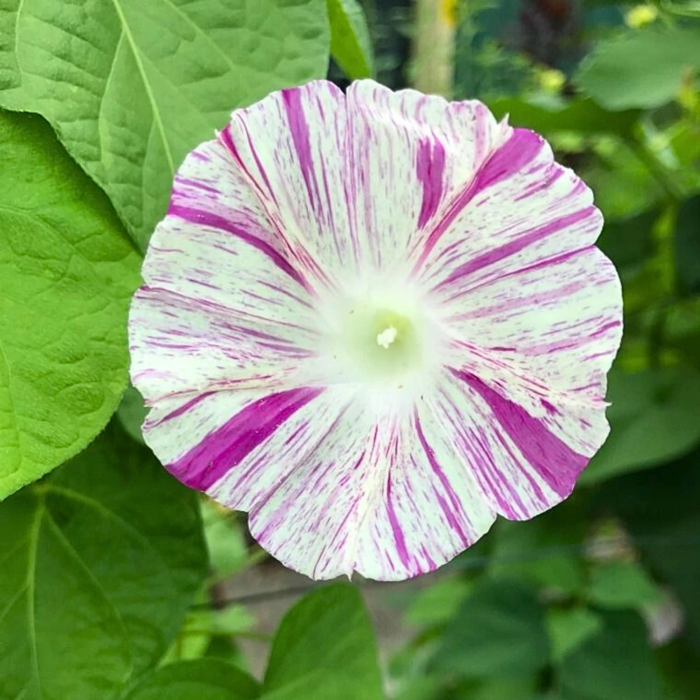 Venice Pink Morning Glory Seeds - Ipomoea purpurea - Fast Growing Climbing Vine - 30 Seed Pack - Image 5