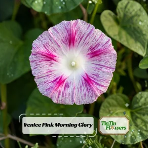 Venice Pink Morning Glory Seeds - Ipomoea purpurea - Fast Growing Climbing Vine - 30 Seed Pack - Image 1