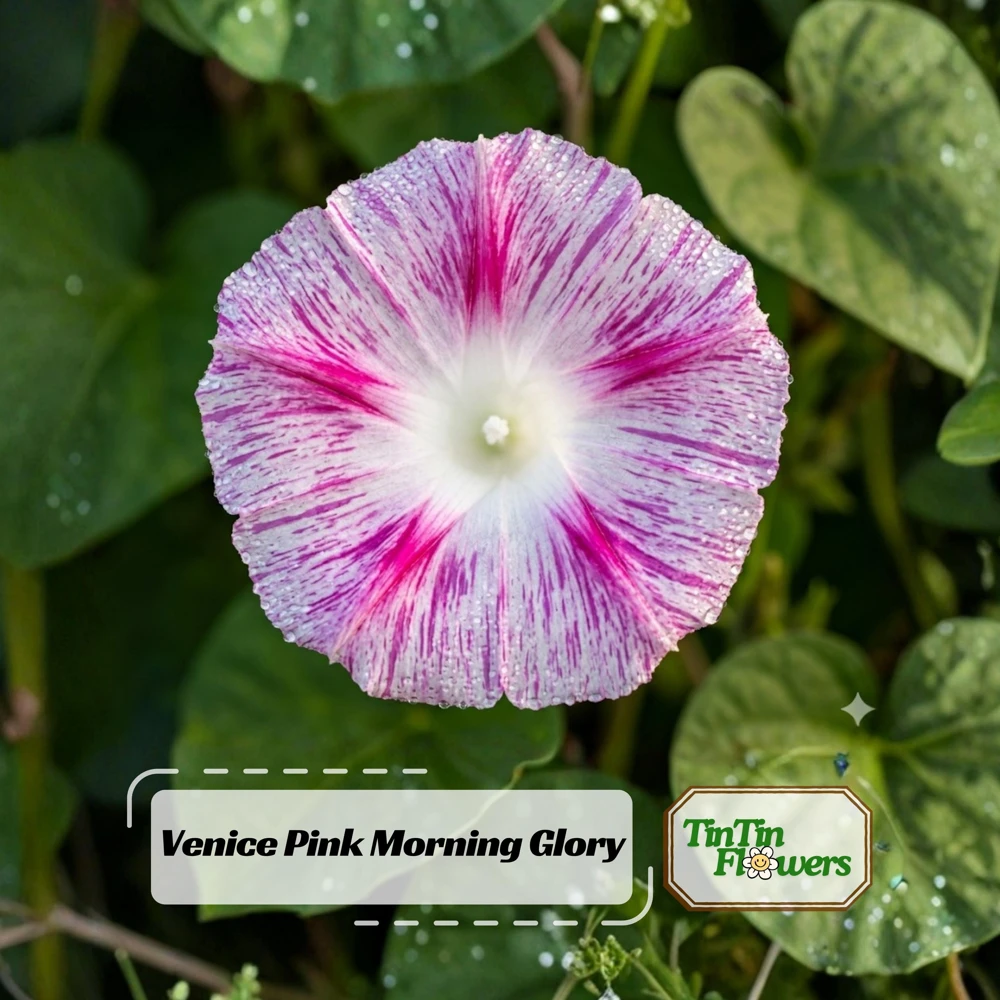 Venice Pink Morning Glory Seeds - Ipomoea purpurea - Fast Growing Climbing Vine - 30 Seed Pack - Image 1