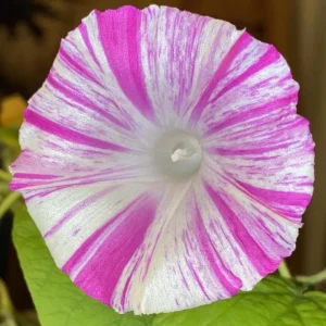 Venice Pink Morning Glory Seeds - Ipomoea purpurea - Fast Growing Climbing Vine - 30 Seed Pack - Image 6