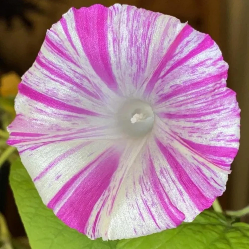 Venice Pink Morning Glory Seeds - Ipomoea purpurea - Fast Growing Climbing Vine - 30 Seed Pack - Image 6
