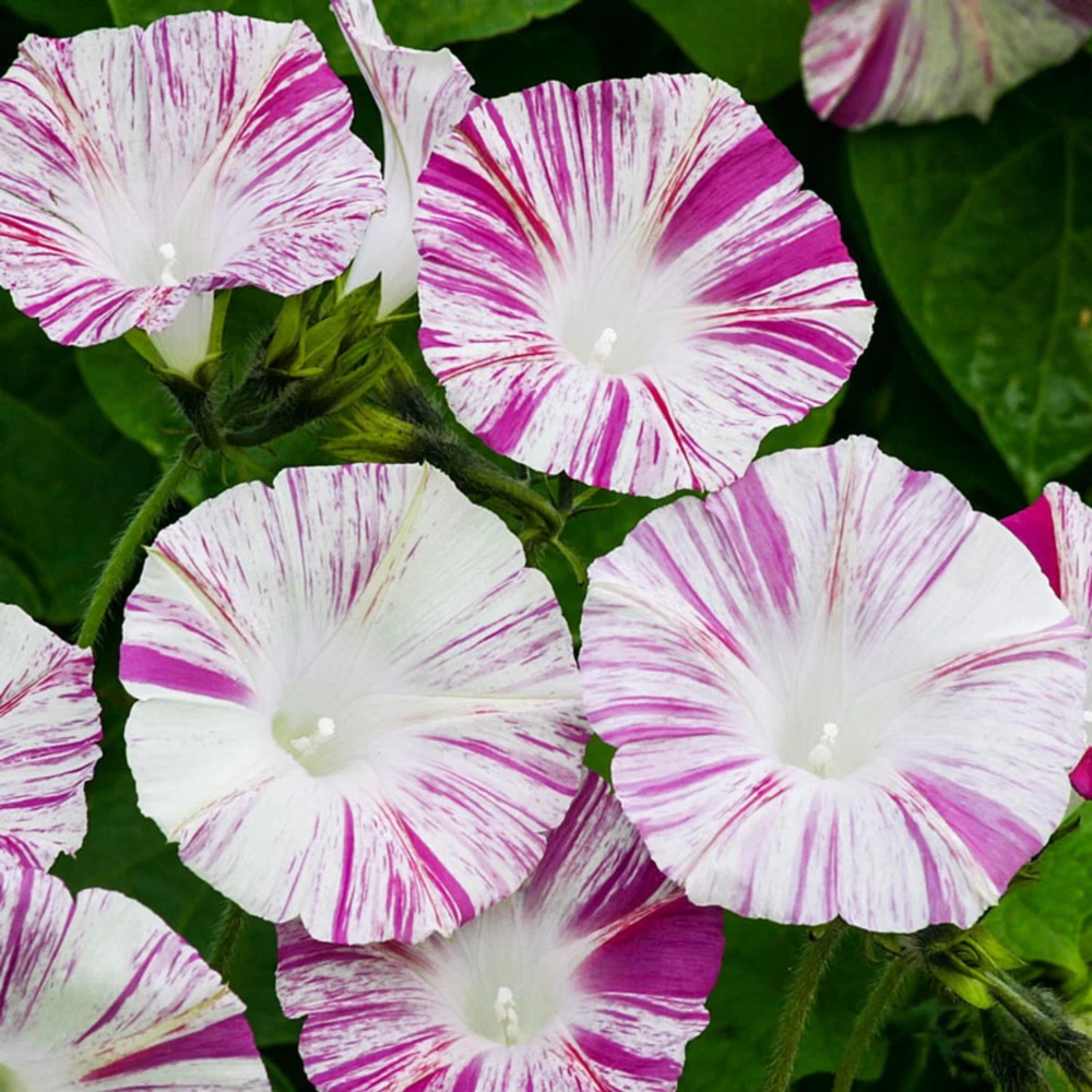 Venice Pink Morning Glory Seeds - Ipomoea purpurea - Fast Growing Climbing Vine - 30 Seed Pack - Image 7