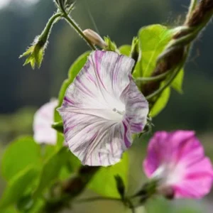 Venice Pink Morning Glory Seeds - Ipomoea purpurea - Fast Growing Climbing Vine - 30 Seed Pack - Image 8