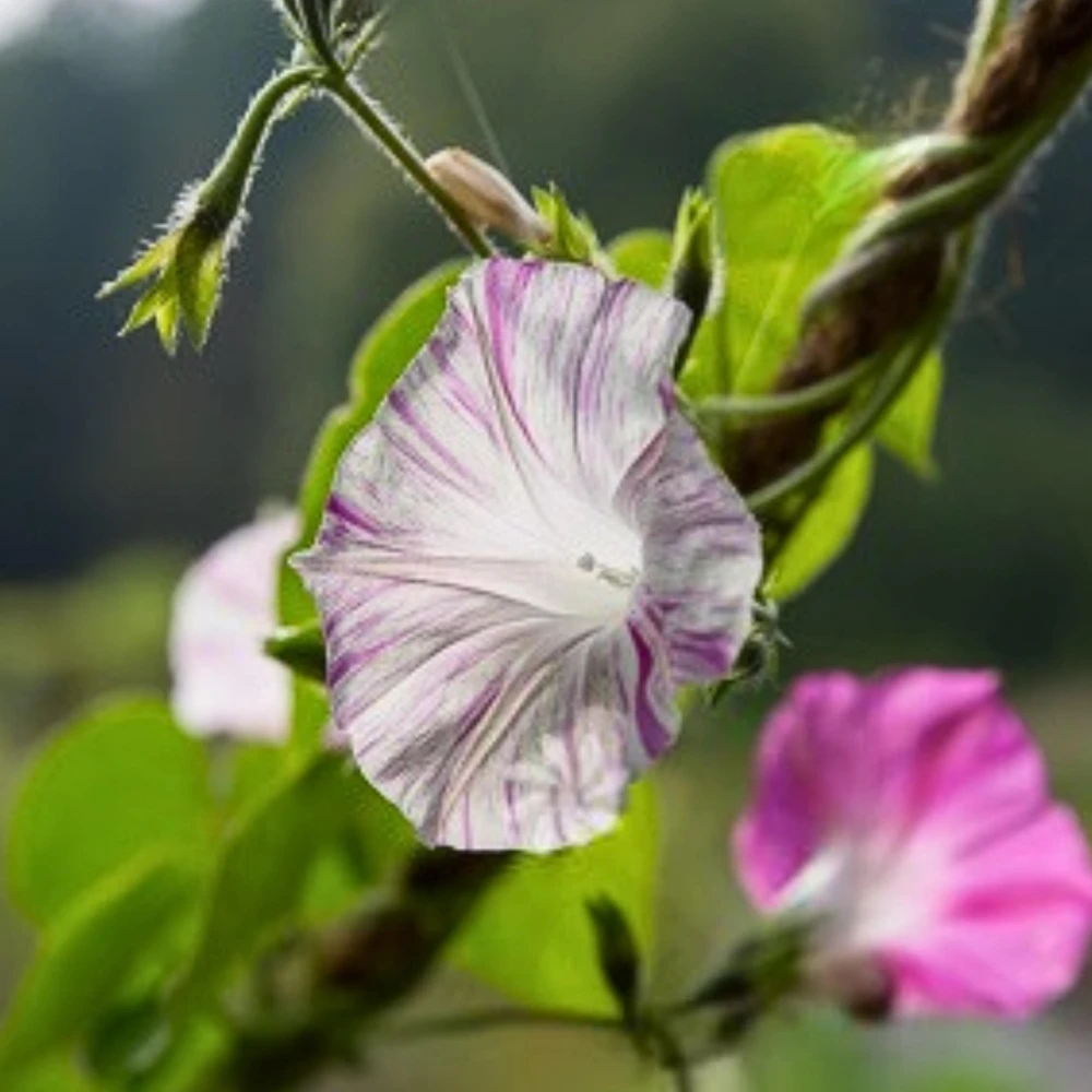 Venice Pink Morning Glory Seeds - Ipomoea purpurea - Fast Growing Climbing Vine - 30 Seed Pack - Image 8