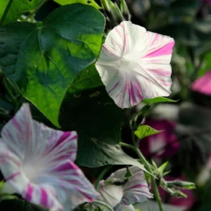 Venice Pink Morning Glory Seeds - Ipomoea purpurea - Fast Growing Climbing Vine - 30 Seed Pack - Image 9