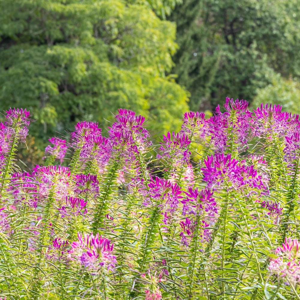 Violet Queen Cleome Seeds - Spider Flower - 30 Seeds - Deep Violet Purple Blooms - Tall Pollinator Garden Annual - Image 10