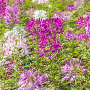 Violet Queen Cleome Seeds - Spider Flower - 30 Seeds - Deep Violet Purple Blooms - Tall Pollinator Garden Annual - Image 11