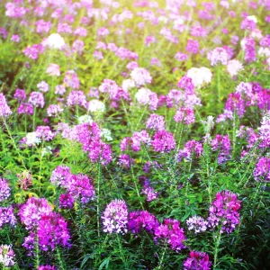 Violet Queen Cleome Seeds - Spider Flower - 30 Seeds - Deep Violet Purple Blooms - Tall Pollinator Garden Annual - Image 12