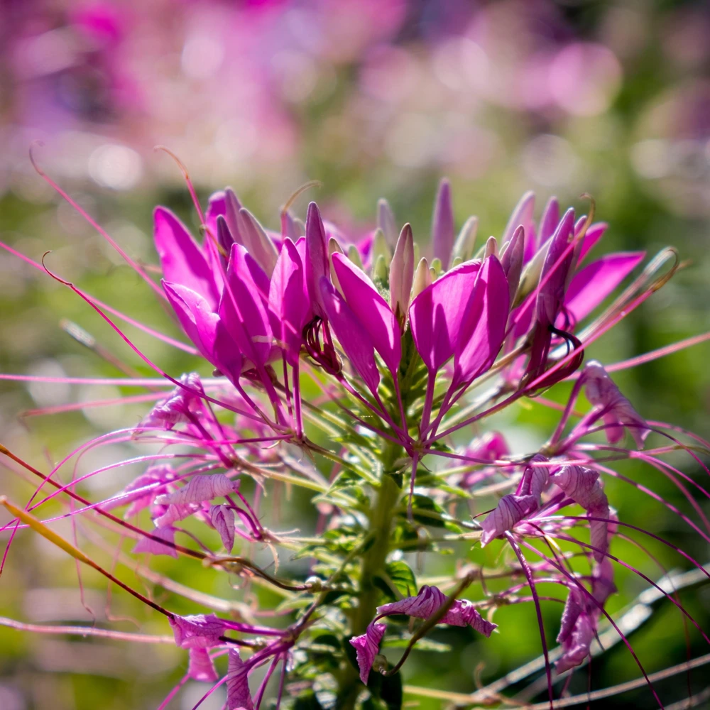 Violet Queen Cleome Seeds - Spider Flower - 30 Seeds - Deep Violet Purple Blooms - Tall Pollinator Garden Annual - Image 2