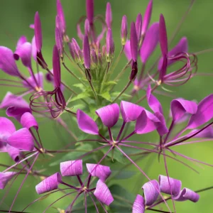 Violet Queen Cleome Seeds - Spider Flower - 30 Seeds - Deep Violet Purple Blooms - Tall Pollinator Garden Annual - Image 3