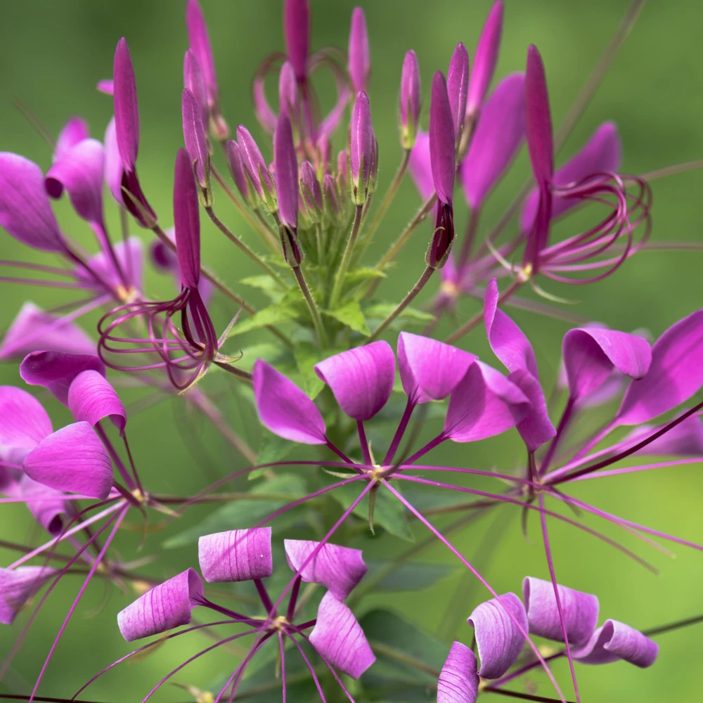 Violet Queen Cleome Seeds - Spider Flower - 30 Seeds - Deep Violet Purple Blooms - Tall Pollinator Garden Annual - Image 3