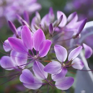 Violet Queen Cleome Seeds - Spider Flower - 30 Seeds - Deep Violet Purple Blooms - Tall Pollinator Garden Annual - Image 4