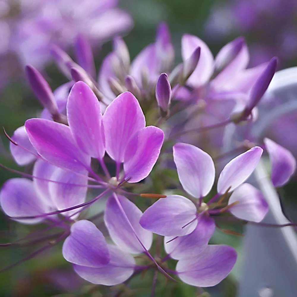 Violet Queen Cleome Seeds - Spider Flower - 30 Seeds - Deep Violet Purple Blooms - Tall Pollinator Garden Annual - Image 4