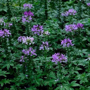 Violet Queen Cleome Seeds - Spider Flower - 30 Seeds - Deep Violet Purple Blooms - Tall Pollinator Garden Annual - Image 5