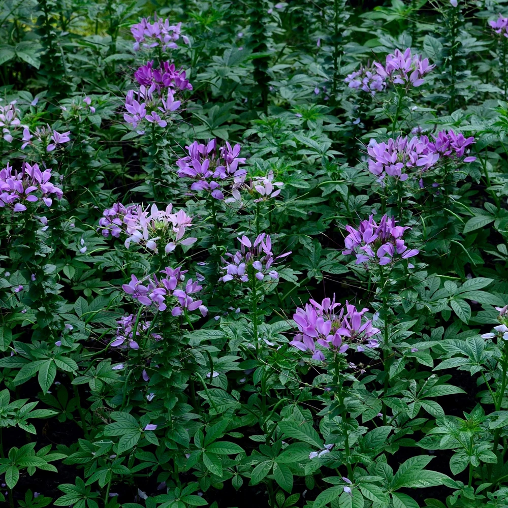 Violet Queen Cleome Seeds - Spider Flower - 30 Seeds - Deep Violet Purple Blooms - Tall Pollinator Garden Annual - Image 5