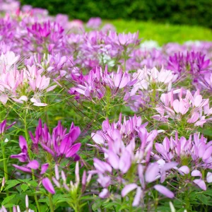 Violet Queen Cleome Seeds - Spider Flower - 30 Seeds - Deep Violet Purple Blooms - Tall Pollinator Garden Annual - Image 6