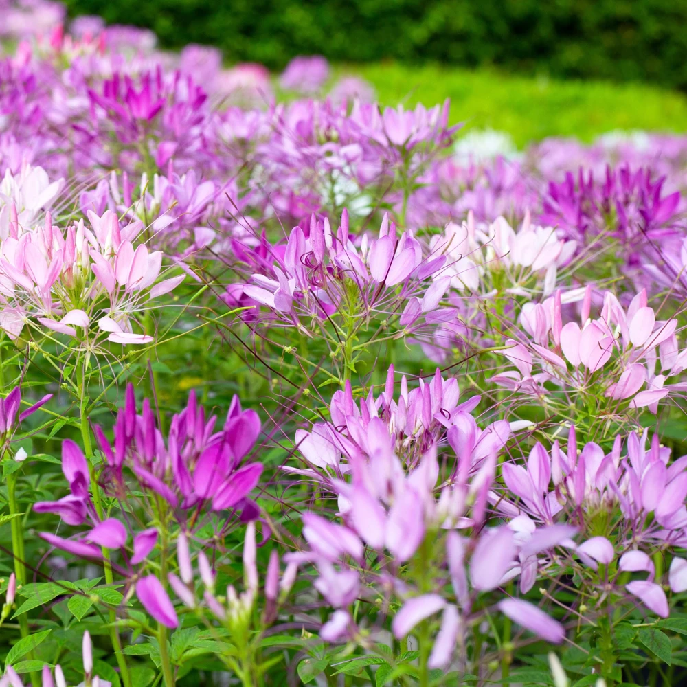 Violet Queen Cleome Seeds - Spider Flower - 30 Seeds - Deep Violet Purple Blooms - Tall Pollinator Garden Annual - Image 6