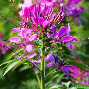 Violet Queen Cleome Seeds - Spider Flower - 30 Seeds - Deep Violet Purple Blooms - Tall Pollinator Garden Annual - Image 7