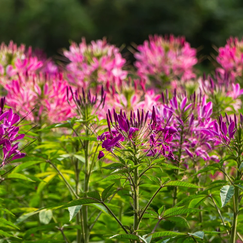 Violet Queen Cleome Seeds - Spider Flower - 30 Seeds - Deep Violet Purple Blooms - Tall Pollinator Garden Annual - Image 8