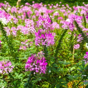 Violet Queen Cleome Seeds - Spider Flower - 30 Seeds - Deep Violet Purple Blooms - Tall Pollinator Garden Annual - Image 9