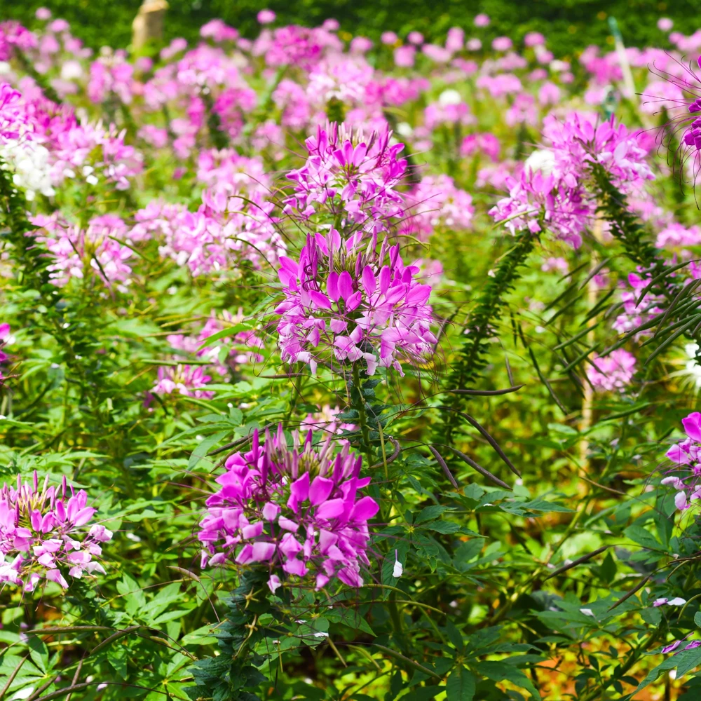 Violet Queen Cleome Seeds - Spider Flower - 30 Seeds - Deep Violet Purple Blooms - Tall Pollinator Garden Annual - Image 9