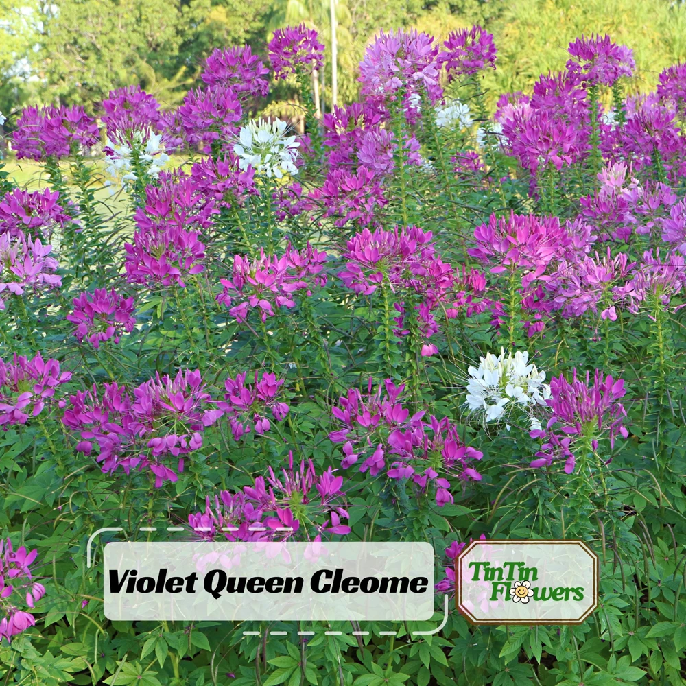 Violet Queen Cleome Seeds - Spider Flower - 30 Seeds - Deep Violet Purple Blooms - Tall Pollinator Garden Annual - Image 1