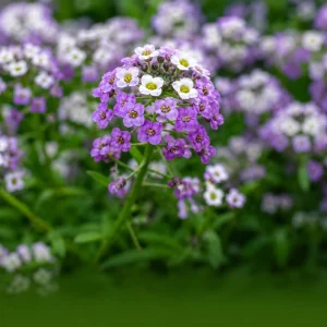 Violet Queen Sweet Alyssum Seeds - Lobularia maritima - Fragrant Ground Cover Flowers - 20 Seeds - Image 3