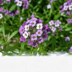 Violet Queen Sweet Alyssum Seeds - Lobularia maritima - Fragrant Ground Cover Flowers - 20 Seeds - Image 4