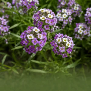 Violet Queen Sweet Alyssum Seeds - Lobularia maritima - Fragrant Ground Cover Flowers - 20 Seeds - Image 5