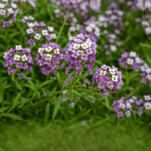 Violet Queen Sweet Alyssum Seeds - Lobularia maritima - Fragrant Ground Cover Flowers - 20 Seeds - Image 6