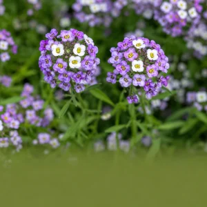Violet Queen Sweet Alyssum Seeds - Lobularia maritima - Fragrant Ground Cover Flowers - 20 Seeds - Image 7